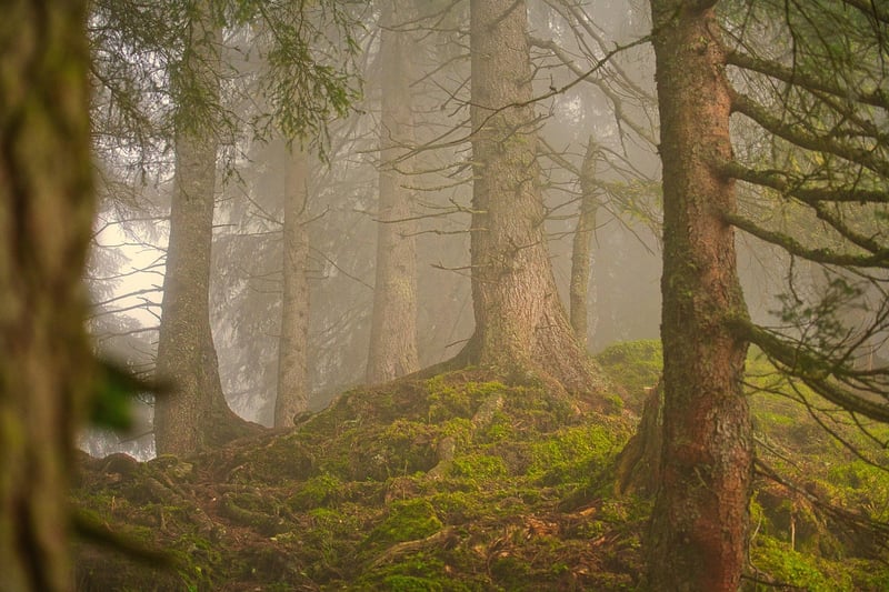 Nature Walk Image